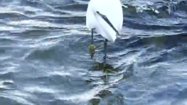 Ak balkl! Vahşi doğadaki büyük balıkçıl.