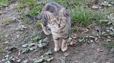 Doğal tekir kedi makro videosu