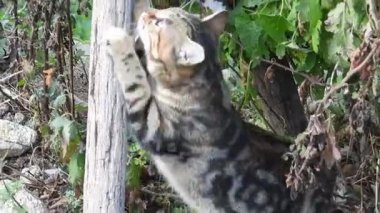 Doğal tekir kedi makro videosu