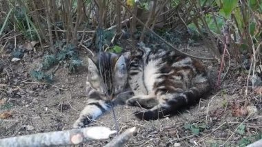 Doğal gri beyaz kedi videosu