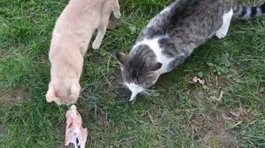 Doğal tekir kedi makro videosu