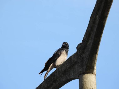 Ağaçtaki siyah karga resmi.
