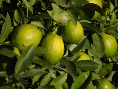 Doğal yeşil limonlu makro fotoğraf