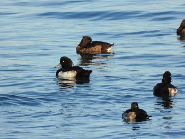 Tepeli patka Tufted ördeği denizde