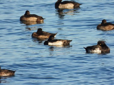 Tepeli patka Tufted ördeği denizde