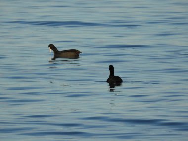 Sakarmeke Avrasya yaban ördeği
