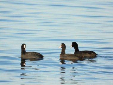 Sakarmeke Avrasya yaban ördeği