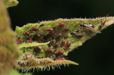 Zararlı yaprak biti böcek makro fotoğrafı