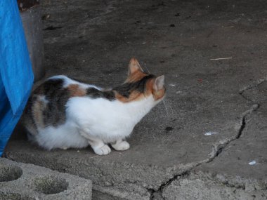 Doğal gri beyaz kedi videosu