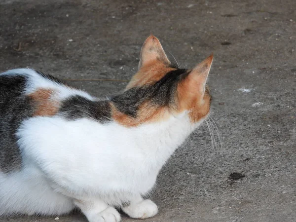 Doğal gri beyaz kedi videosu