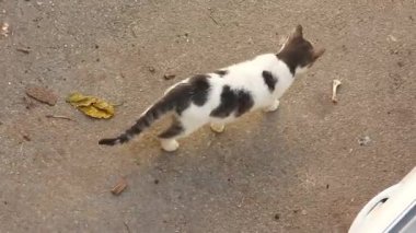 Doğal gri beyaz kedi videosu