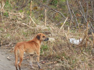 Vahşi kırmızı köpek doğada dolaşıyor.
