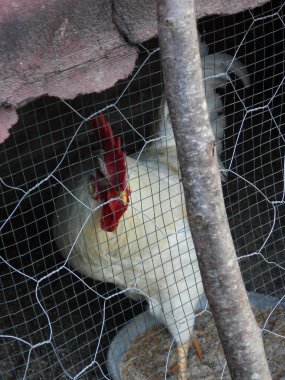 Doğal beyaz tavuk makro fotoğrafı.