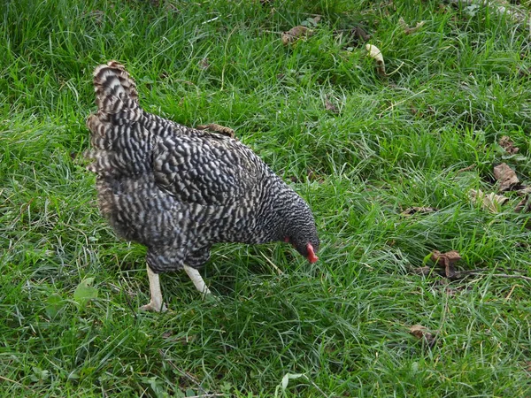 Doğal beyaz tavuk makro fotoğrafı.