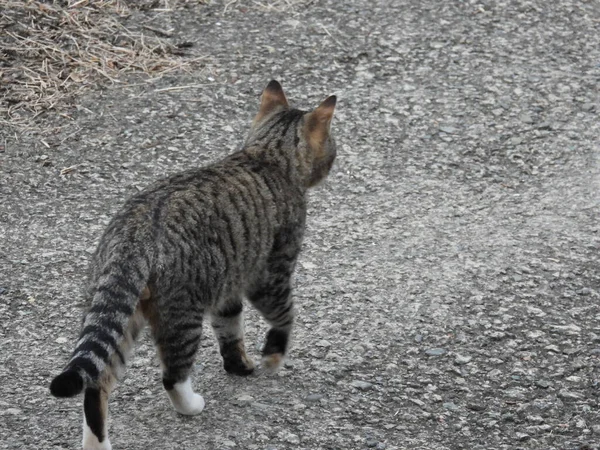 Küçük mavi gözlü kedi yavrusu fotoğrafı.