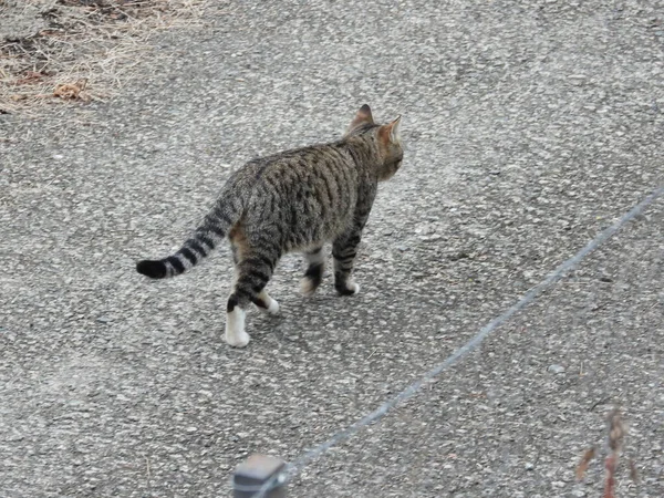 Küçük mavi gözlü kedi yavrusu fotoğrafı.