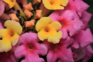 aa minesi iei Macro fotoğraf pembe lantana çiçeği
