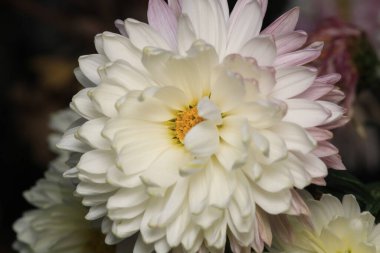 Alp taşı mor çiçek makrosu