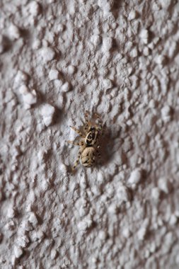 Küçük zıplayan örümcek makro fotoğrafı