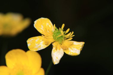 Doğal sarı lysimachia nemorum çiçeği fotoğrafı