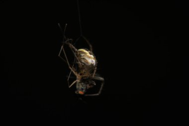 Agelena labirenti Örümcek makro fotoğrafı