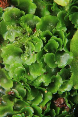 Yeşil ağaçlar orman manzarası fotoğrafı