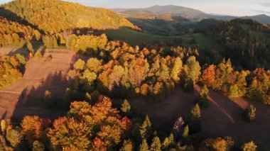 Dağ yamaçlarındaki renkli sonbahar ormanlarında pürüzsüz yanlamasına hareketler gösteren hava videosu. Sıcak akşam ışığı ağaçların altın tonlarını vurgular ve huzurlu, sinematik bir hava yaratır.