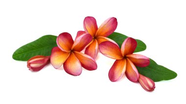 Güzel kırmızı plumeria rubra çiçeği beyaz arka planda izole edilmiş.
