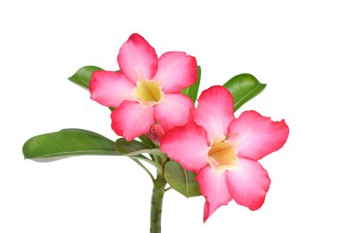 Güzel kırmızı plumeria rubra çiçeği beyaz arka planda izole edilmiş.