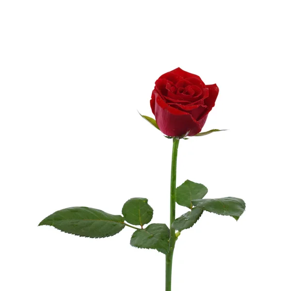 Schöne Rote Rose Blume Isoliert Auf Weißem Hintergrund — Stockfoto