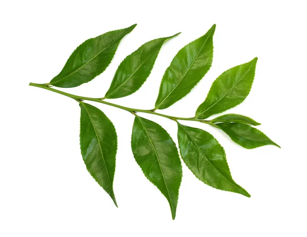 Frische Grüne Teeblätter Camellia Sinensis Isoliert Auf Weißem Hintergrund — Stockfoto