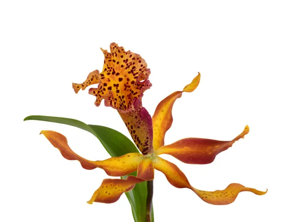 Bela Flor Orquídea Cattleya Isolado Fundo Branco — Fotografia de Stock