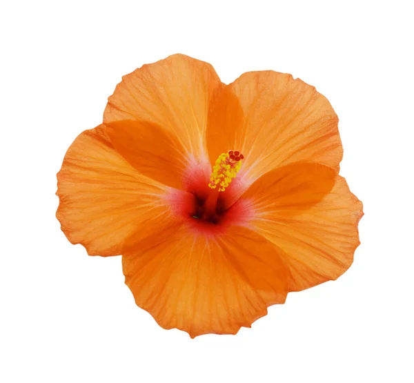 Close Blooming Orange Hibiscus Flower Isolated White Background Stok Fotoğraf