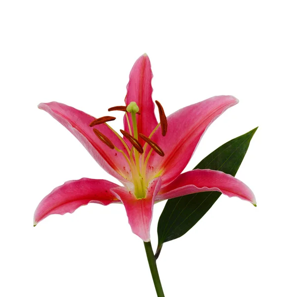 Close Blooming Pink Lily Flower Isolated White Background - Stok İmaj