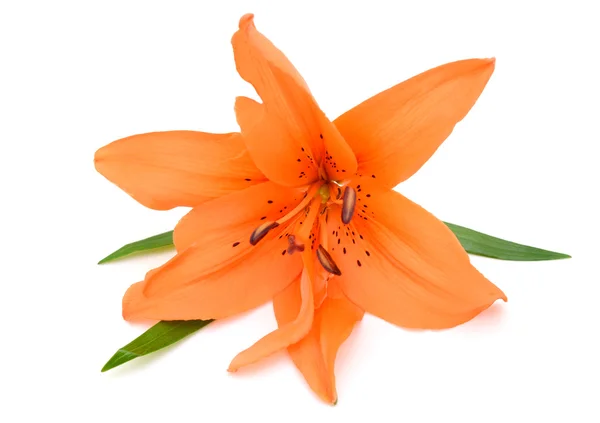 Oranje lily flowe — Stockfoto