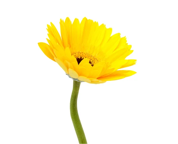 Flor de gerbera amarela — Fotografia de Stock