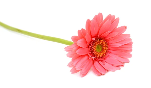Гербера рожева квітка — стокове фото
