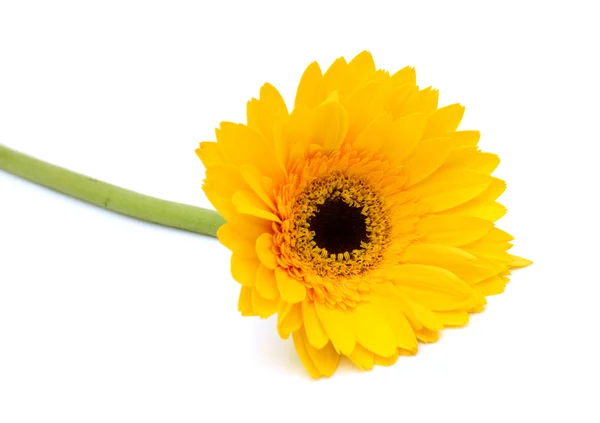 Gul gerbera blomma — Stockfoto