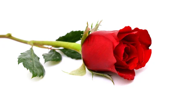 kırmızı gül çiçek