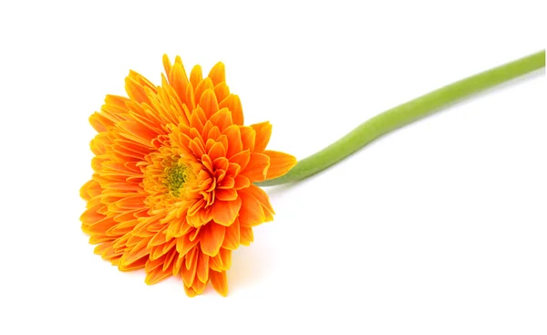 Flor de gerbera — Fotografia de Stock