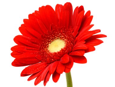 Kırmızı gerbera çiçek