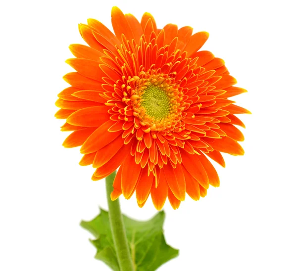 Flor de gerbera laranja — Fotografia de Stock