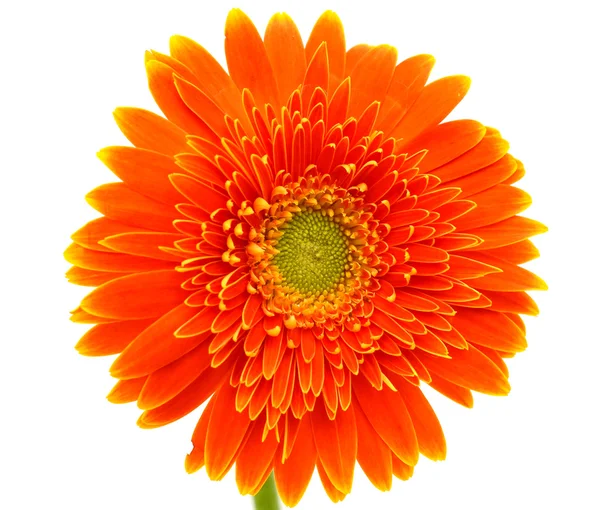 Orange gerbera blomma — Stockfoto