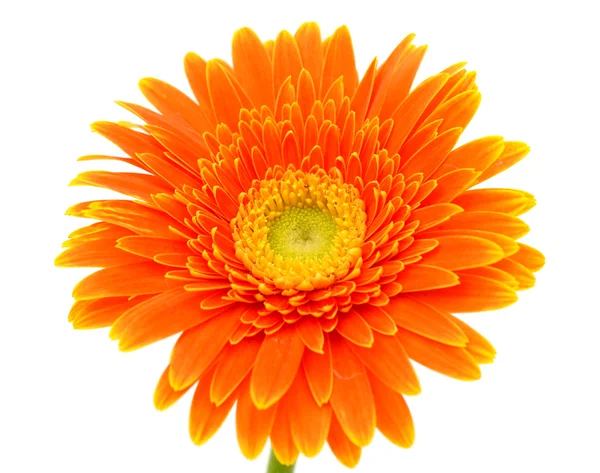 Flor de gerbera laranja — Fotografia de Stock