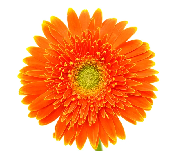 Flor de gerbera laranja — Fotografia de Stock