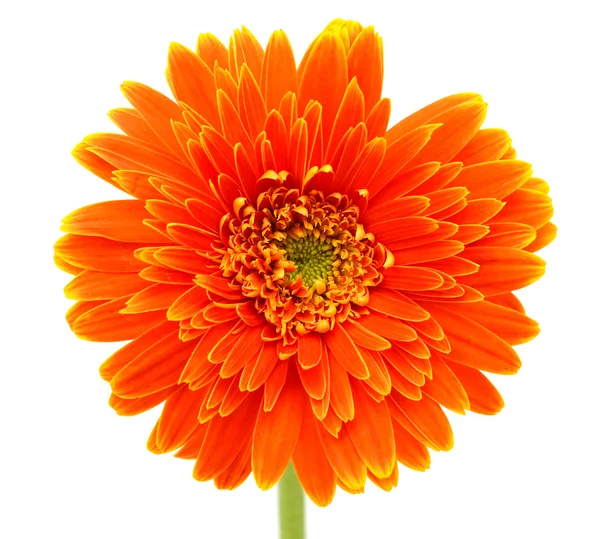 Orange gerbera blomma — Stockfoto