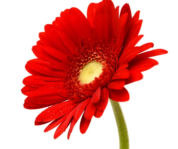 Rde gerbera flor — Fotografia de Stock