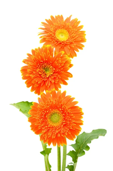 Kwiat pomarańczowy gerbera — Zdjęcie stockowe