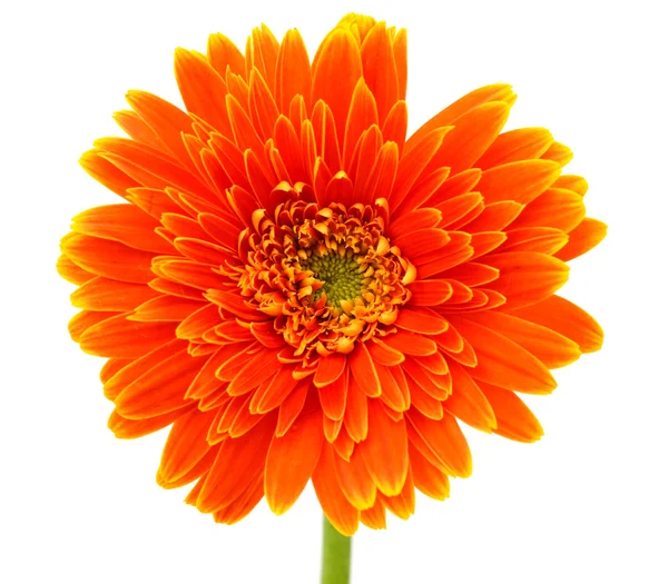 Orange gerbera flower Stock Picture