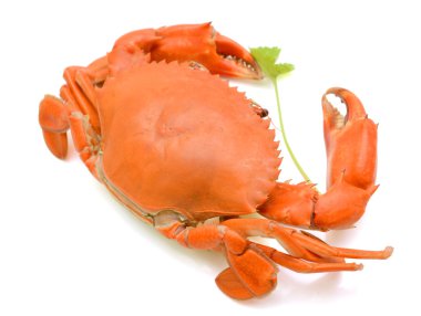 Buğulanmış yengeç beyaz arkaplanda izole edildi